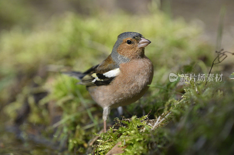 邪恶chaffch (Fringilla coelebs)